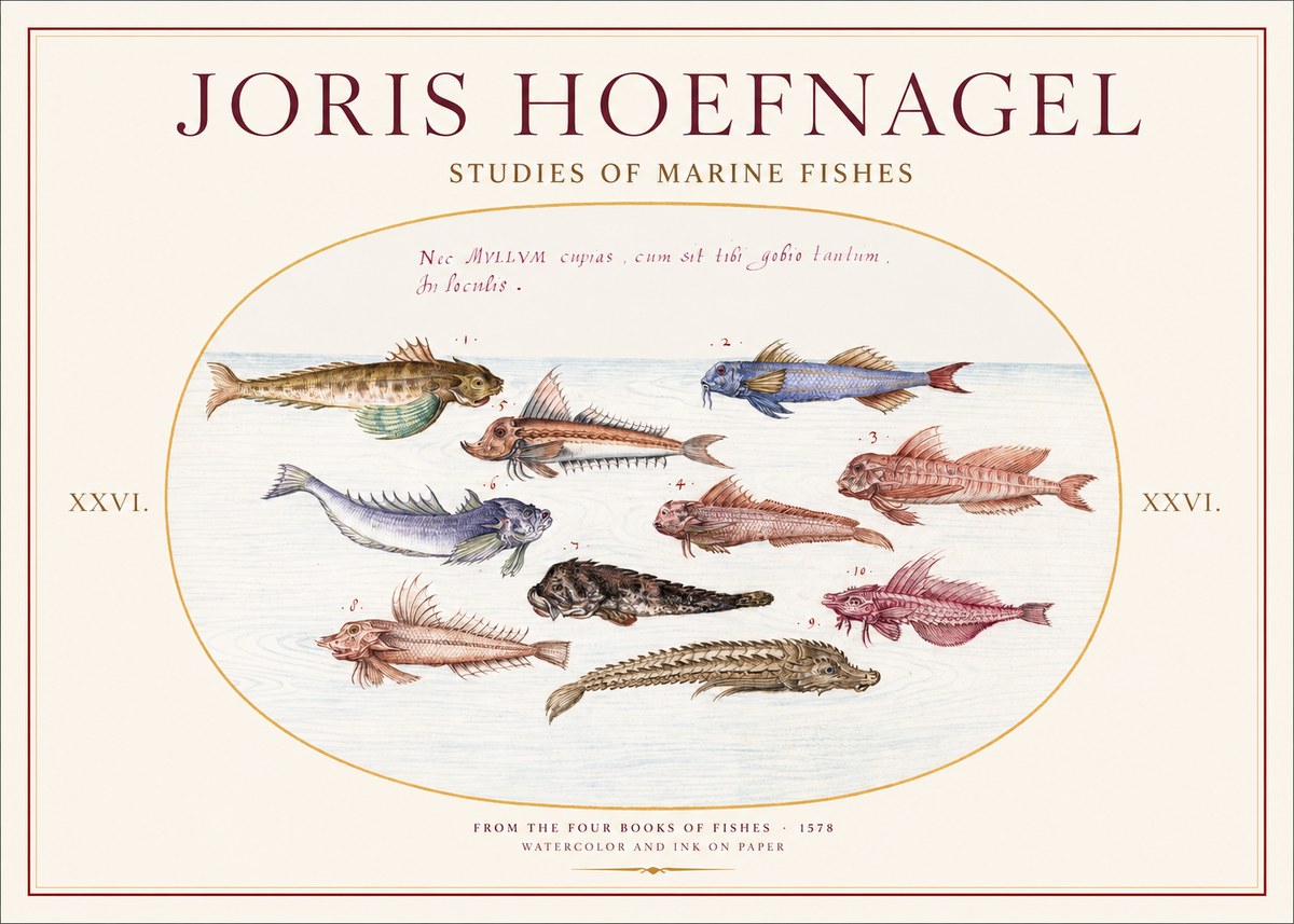 Joris Hoefnagel Studies of Marine Fishes No1 - Póster
