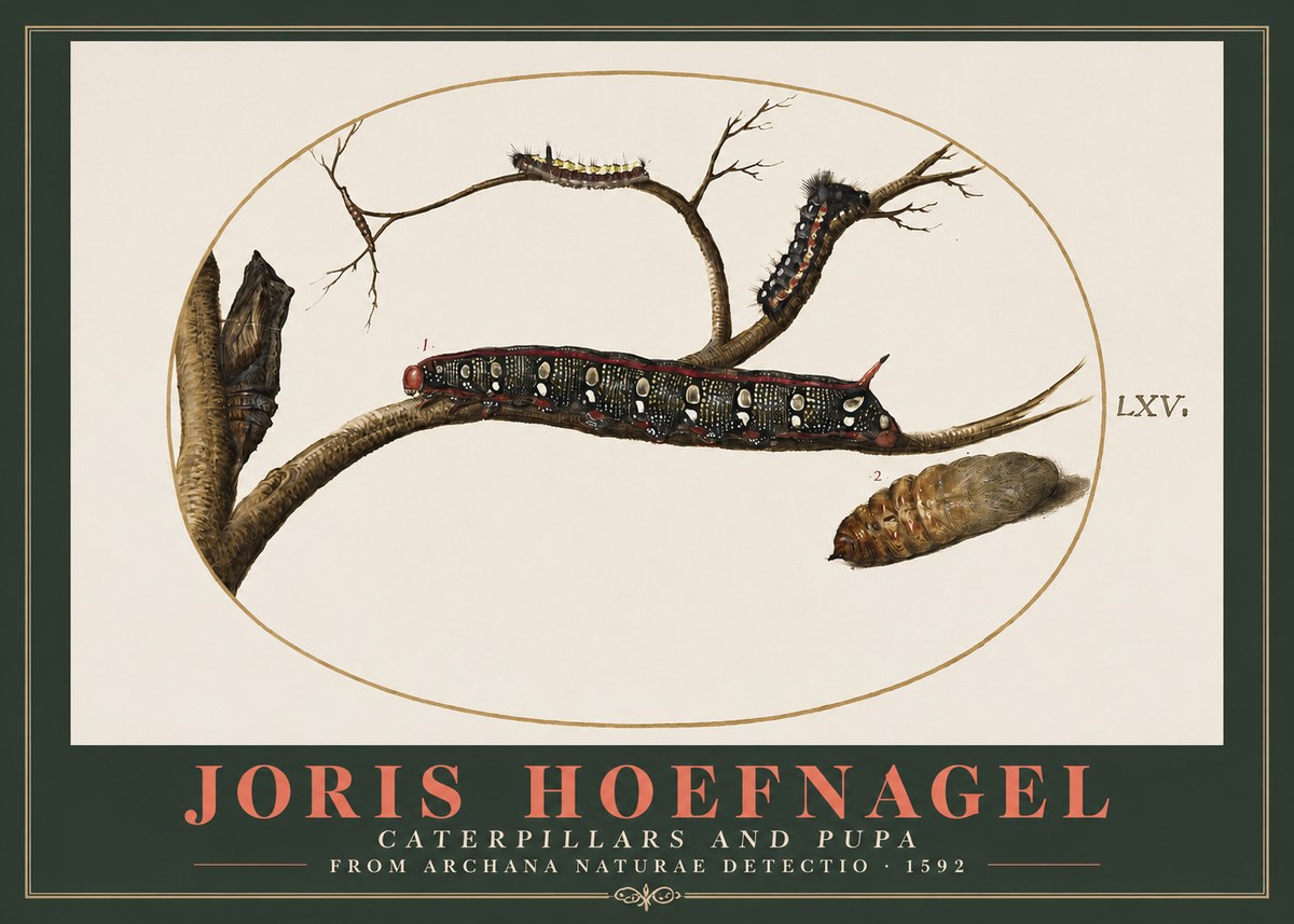 Joris Hoefnagel Caterpillars and Pupa No2 - Póster
