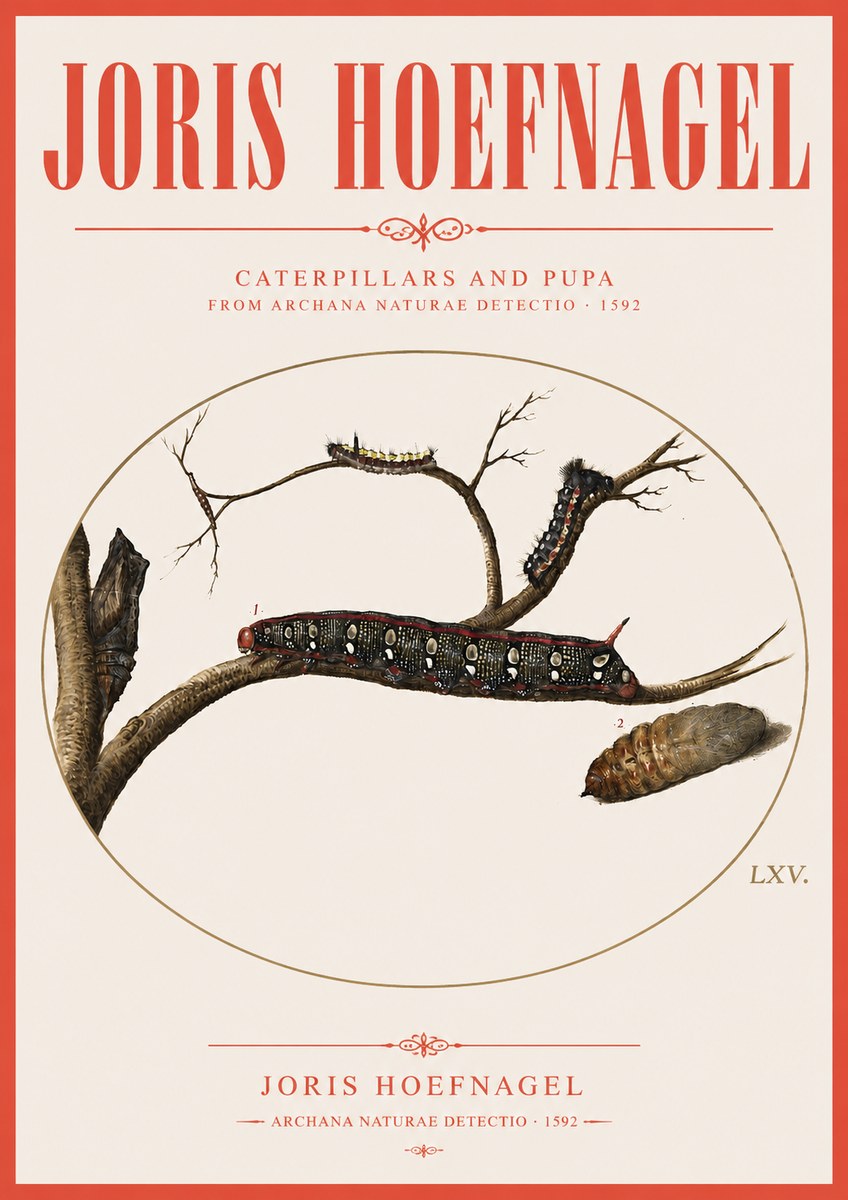 Joris Hoefnagel Caterpillars and Pupa No3 - Póster