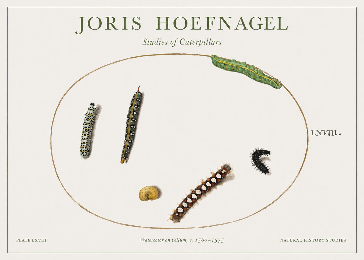 Joris Hoefnagel Studies of Caterpillars No1 - Póster