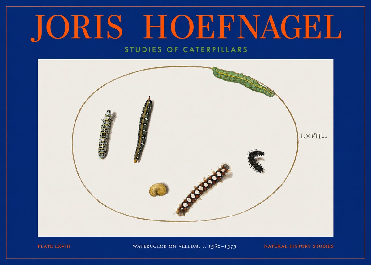 Joris Hoefnagel Studies of Caterpillars No2 - Póster