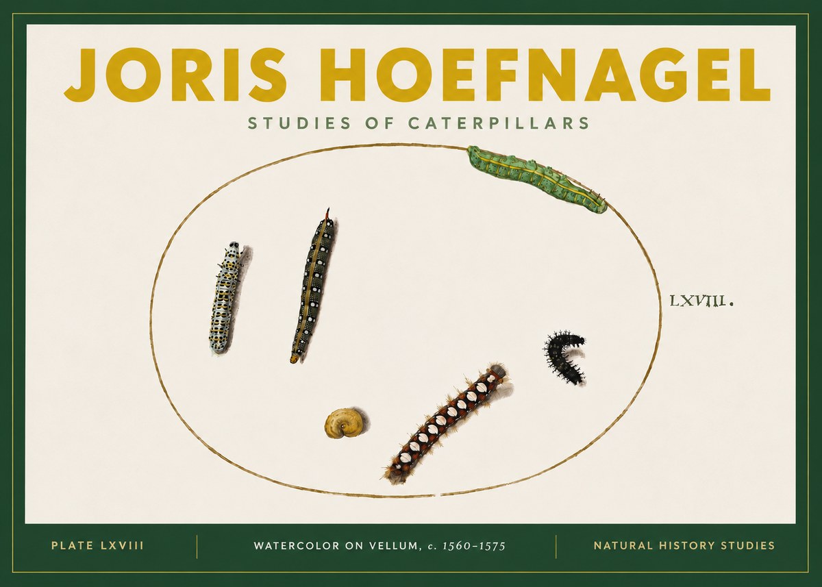 Joris Hoefnagel Studies of Caterpillars No4 - Póster