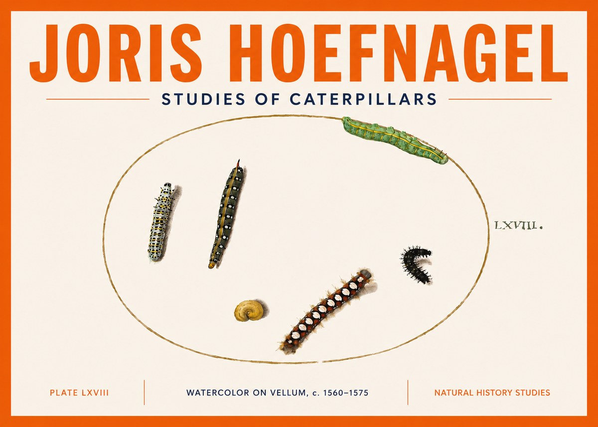 Joris Hoefnagel Studies of Caterpillars No5 - Póster