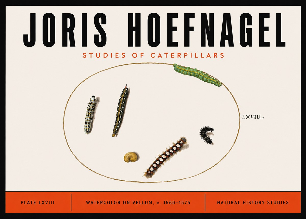Joris Hoefnagel Studies of Caterpillars No6 - Póster