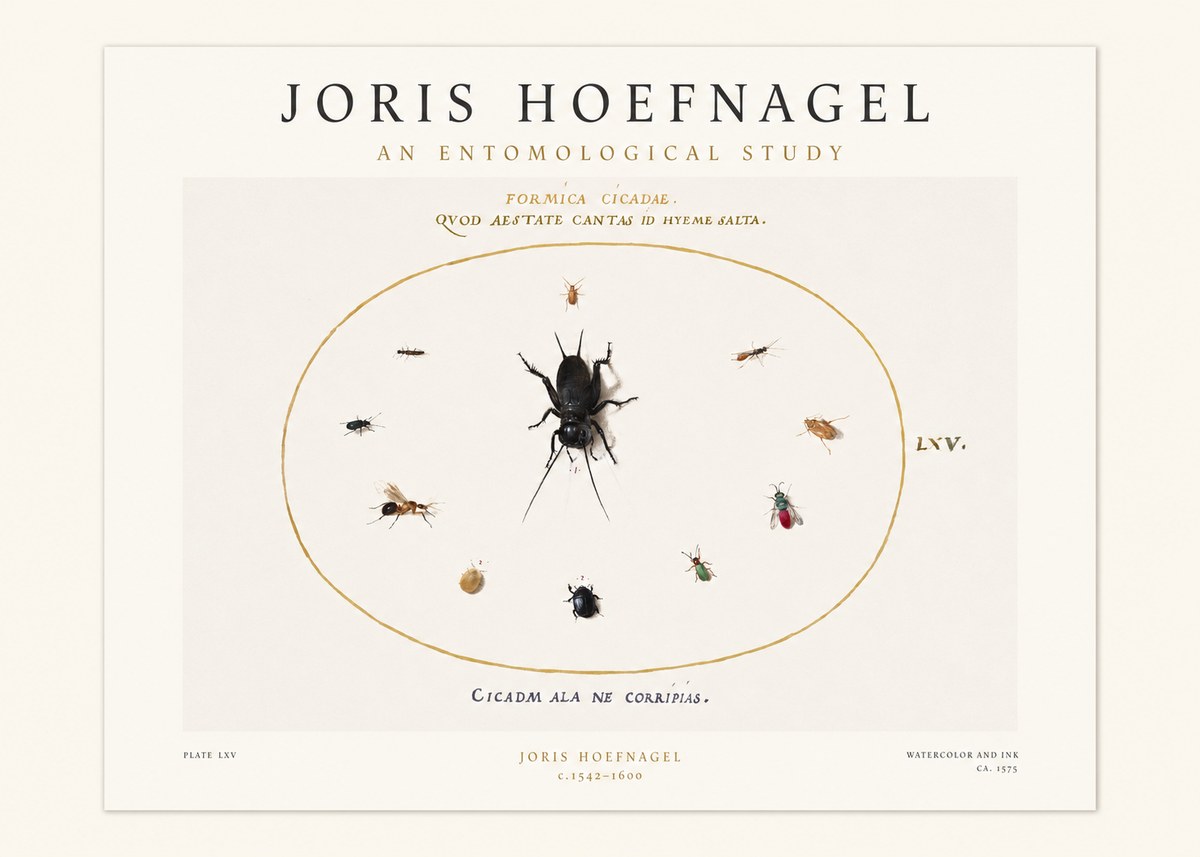 Joris Hoefnagel Formica Cicadae No1 - Póster