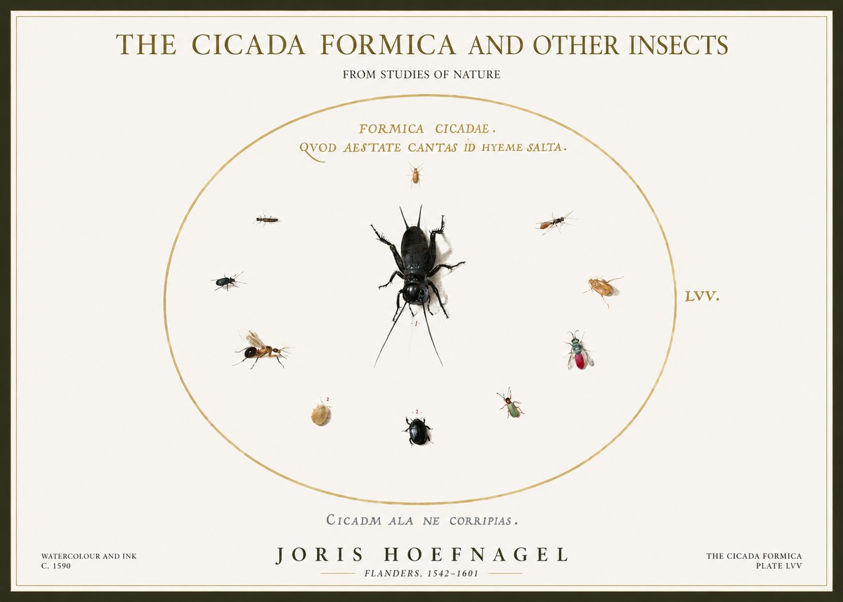 Joris Hoefnagel Formica Cicadae No5 - Póster