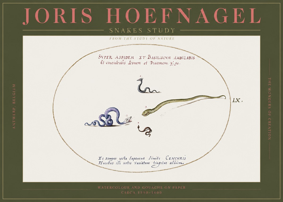 Joris Hoefnagel Studies of Serpents No3 - Póster
