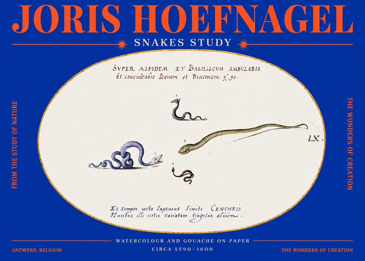 Joris Hoefnagel Studies of Serpents No4 - Póster