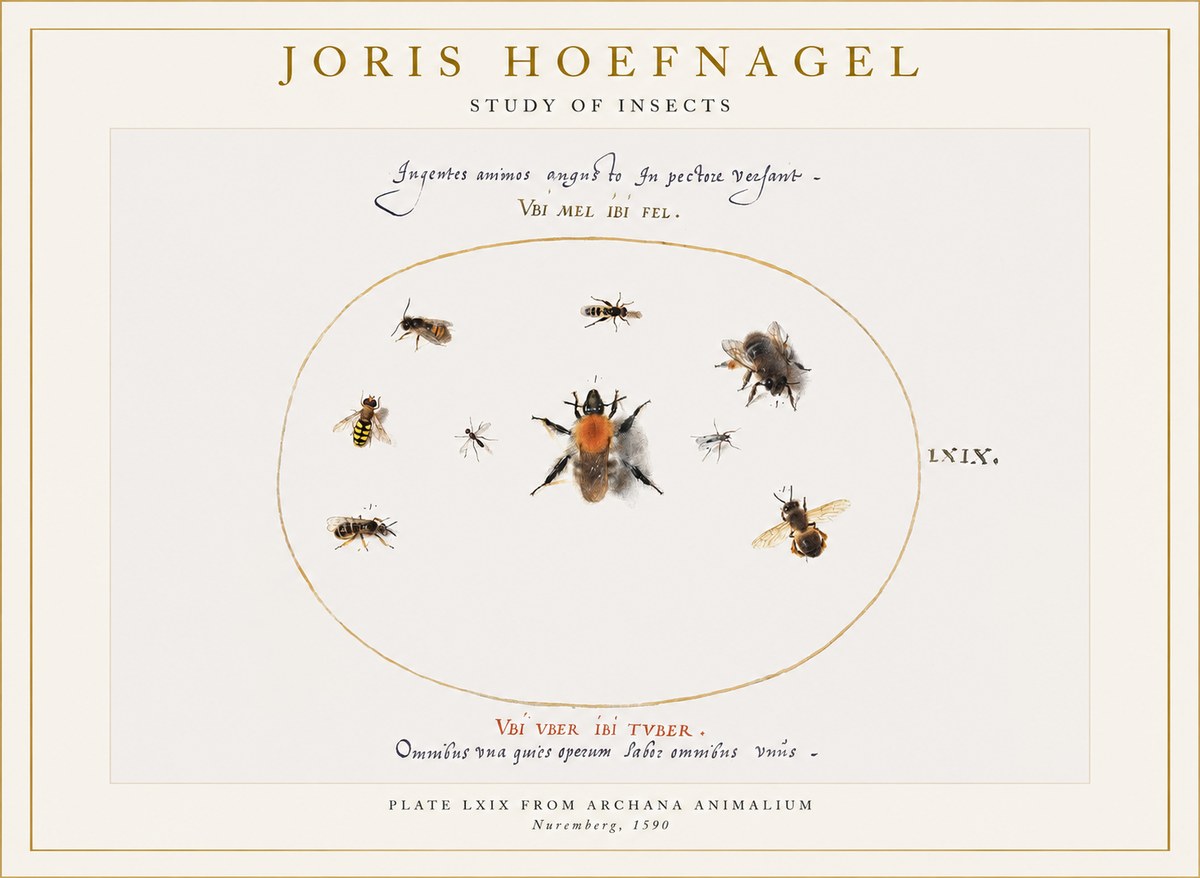 Joris Hoefnagel Insects Study II No6 - Póster