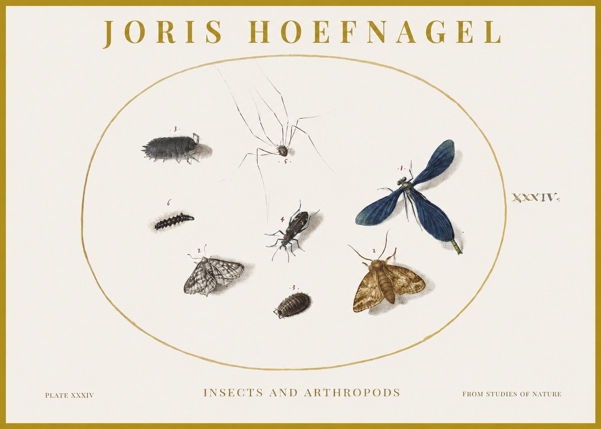 Joris Hoefnagel Insects and Arthropods No1 - Póster