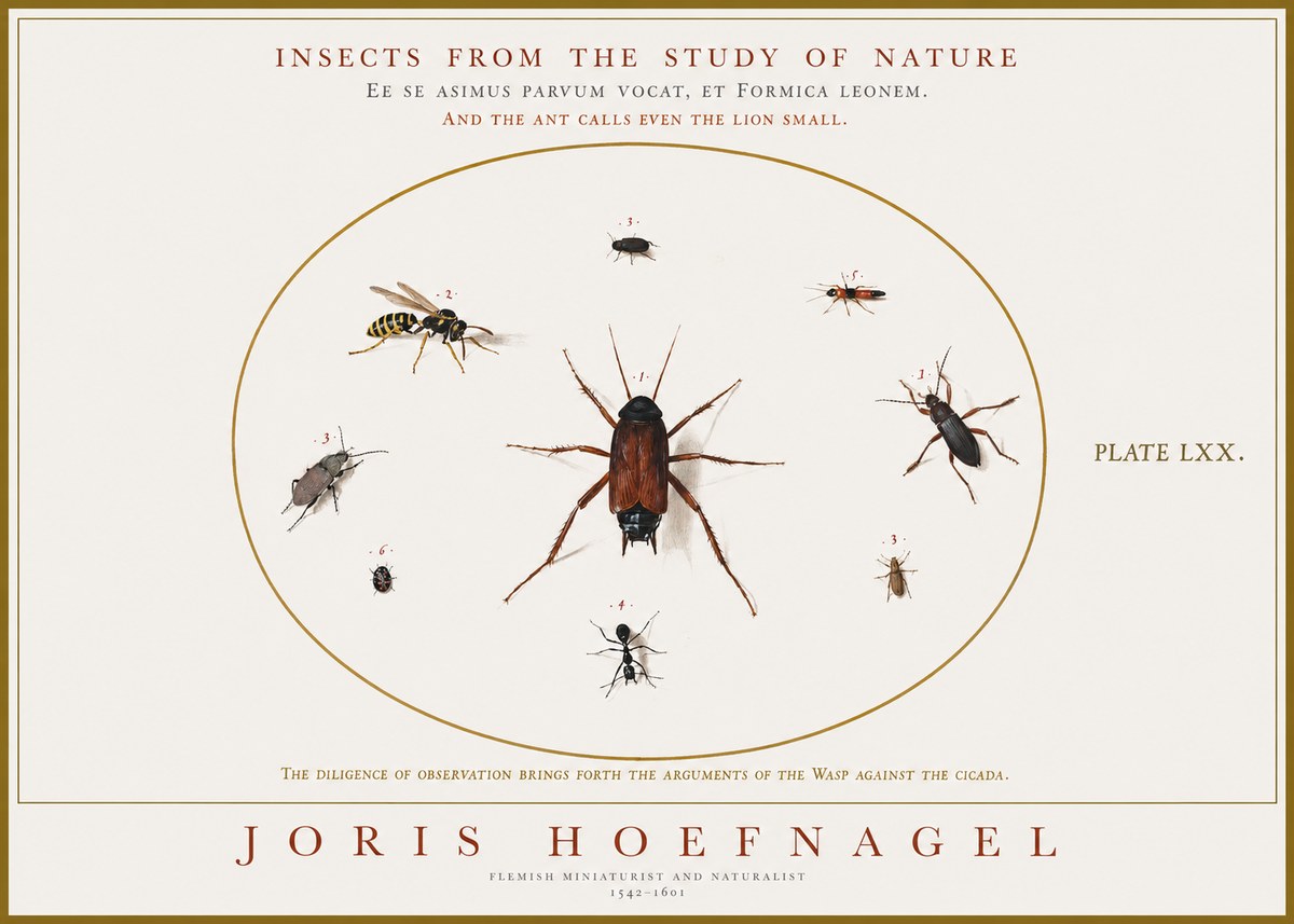 Joris Hoefnagel Insects from the Study of Nature No1 - Póster