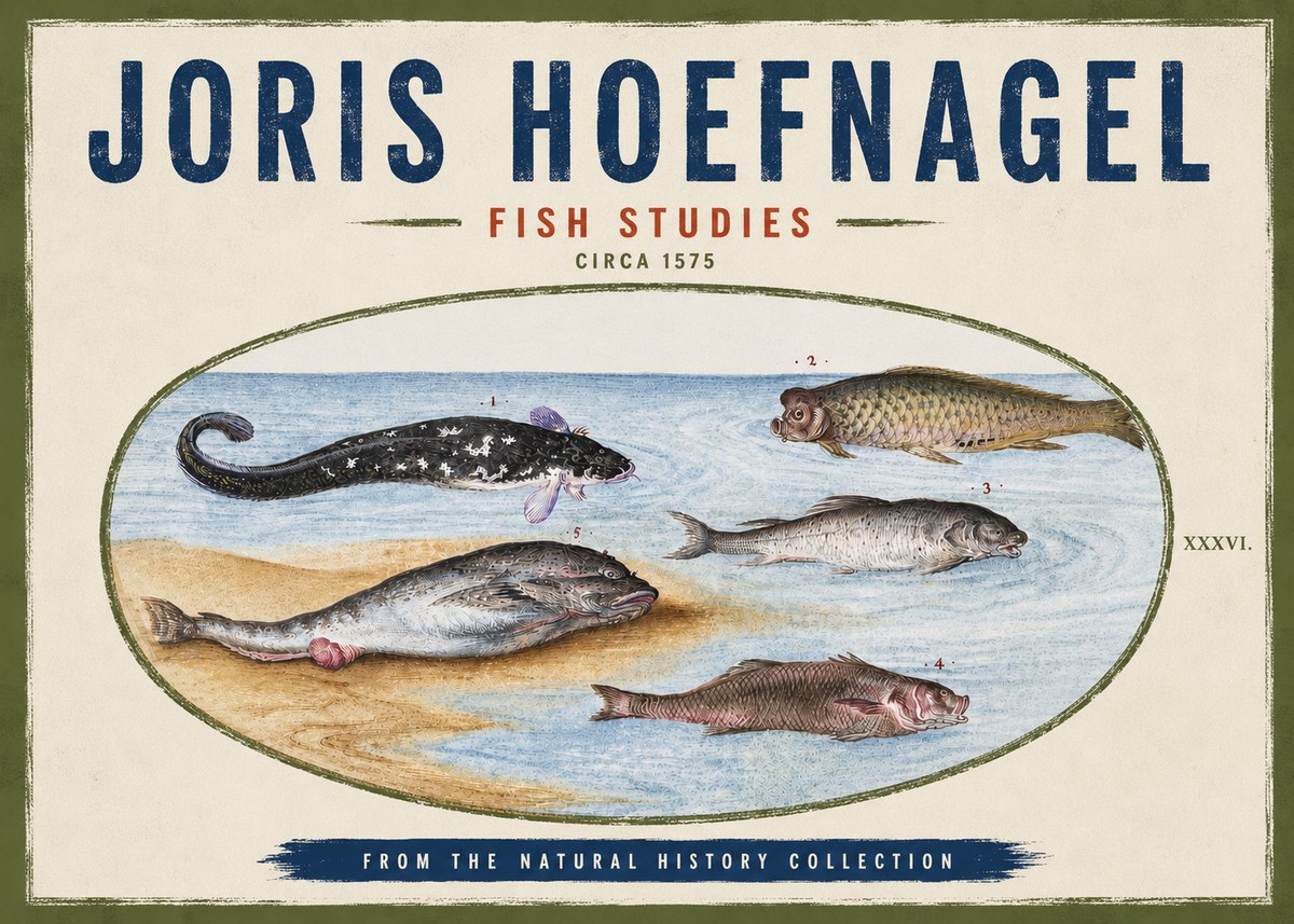 Joris Hoefnagel Fish Studies No4 - Póster