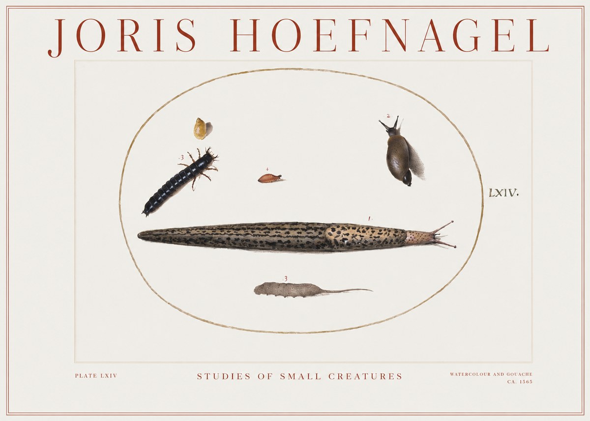 Joris Hoefnagel Plate Lxiv No2 - Póster