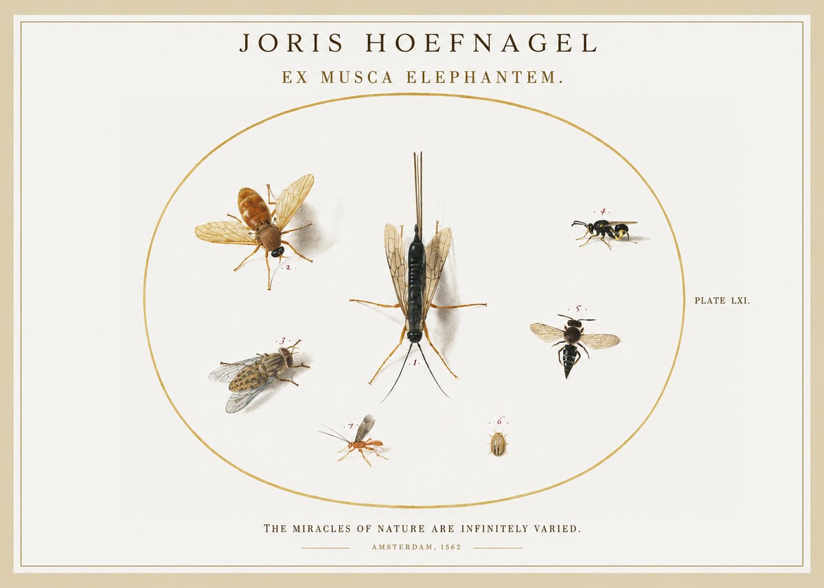 Joris Hoefnagel Ex Mvsca Elephantem. No2 - Póster