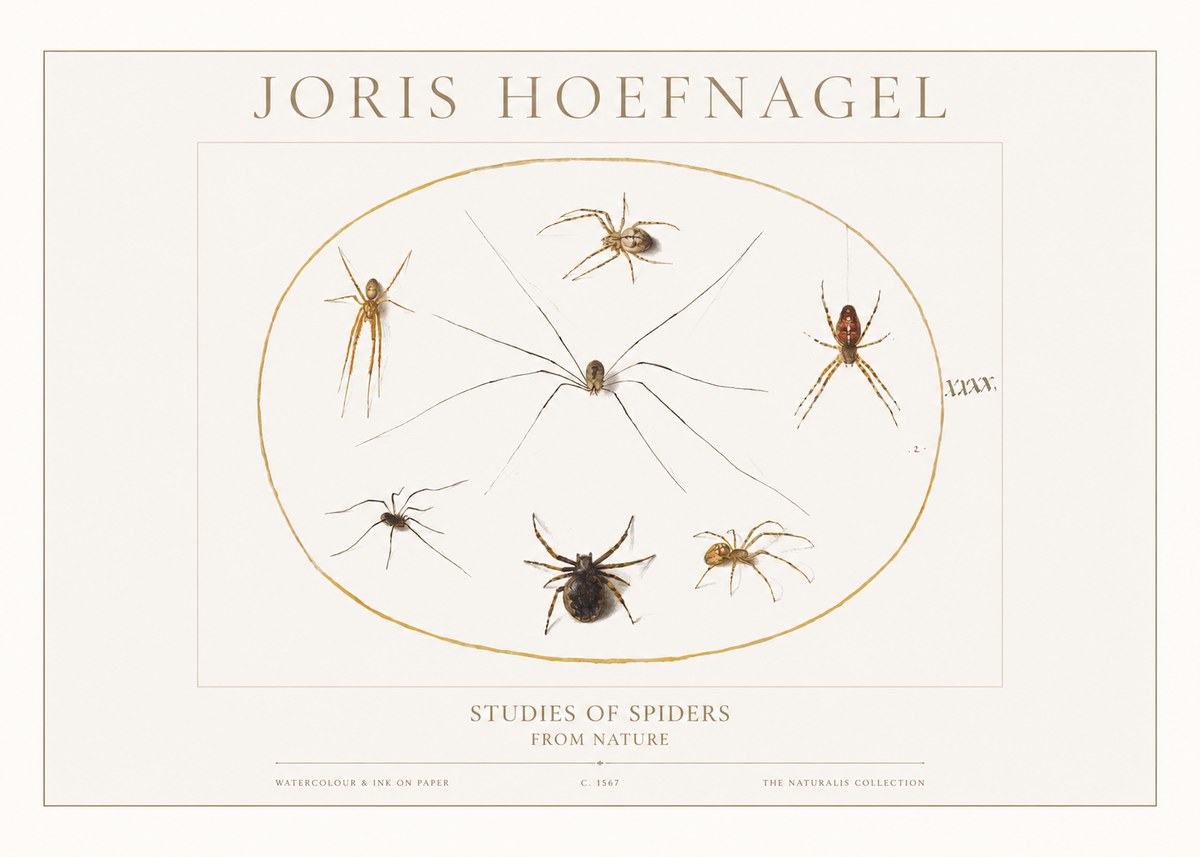 Joris Hoefnagel Studies of Spiders from Nature No1 - Póster