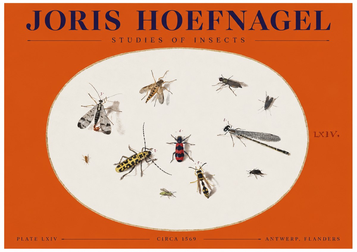 Joris Hoefnagel Studies of Insects - Plate Lxiv No2 - Póster