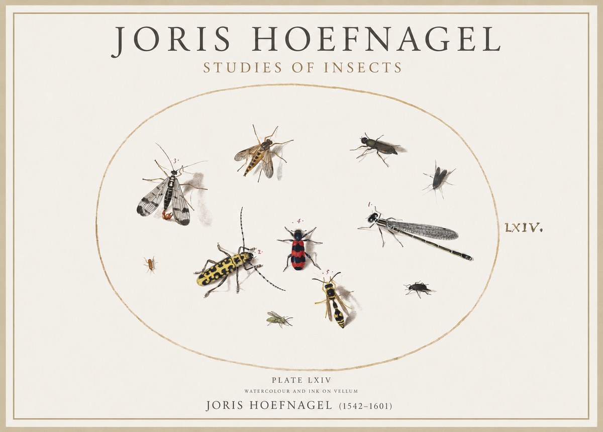 Joris Hoefnagel Studies of Insects - Plate Lxiv No4 - Póster