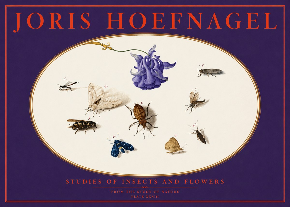 Joris Hoefnagel Studies of Insects and Flowers No6 - Póster