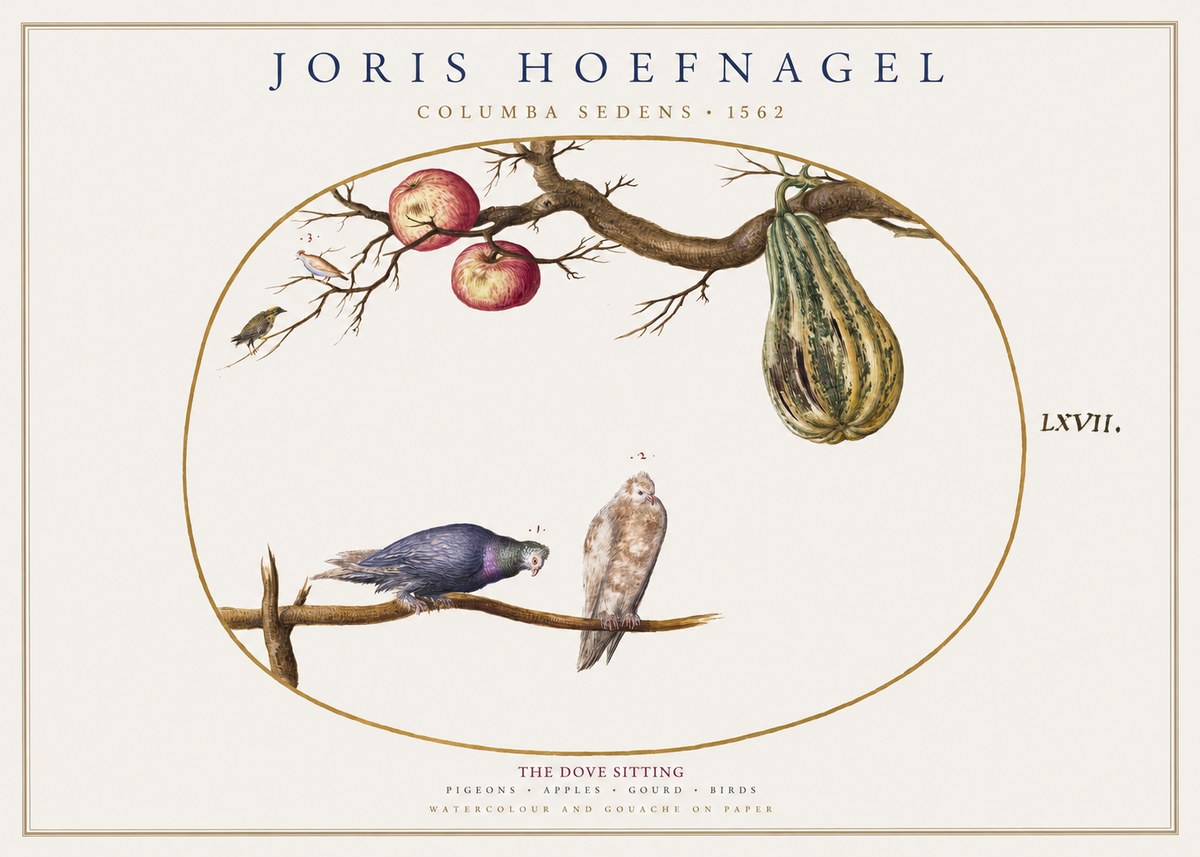 Joris Hoefnagel Pigeons Sitting. No2 - Póster
