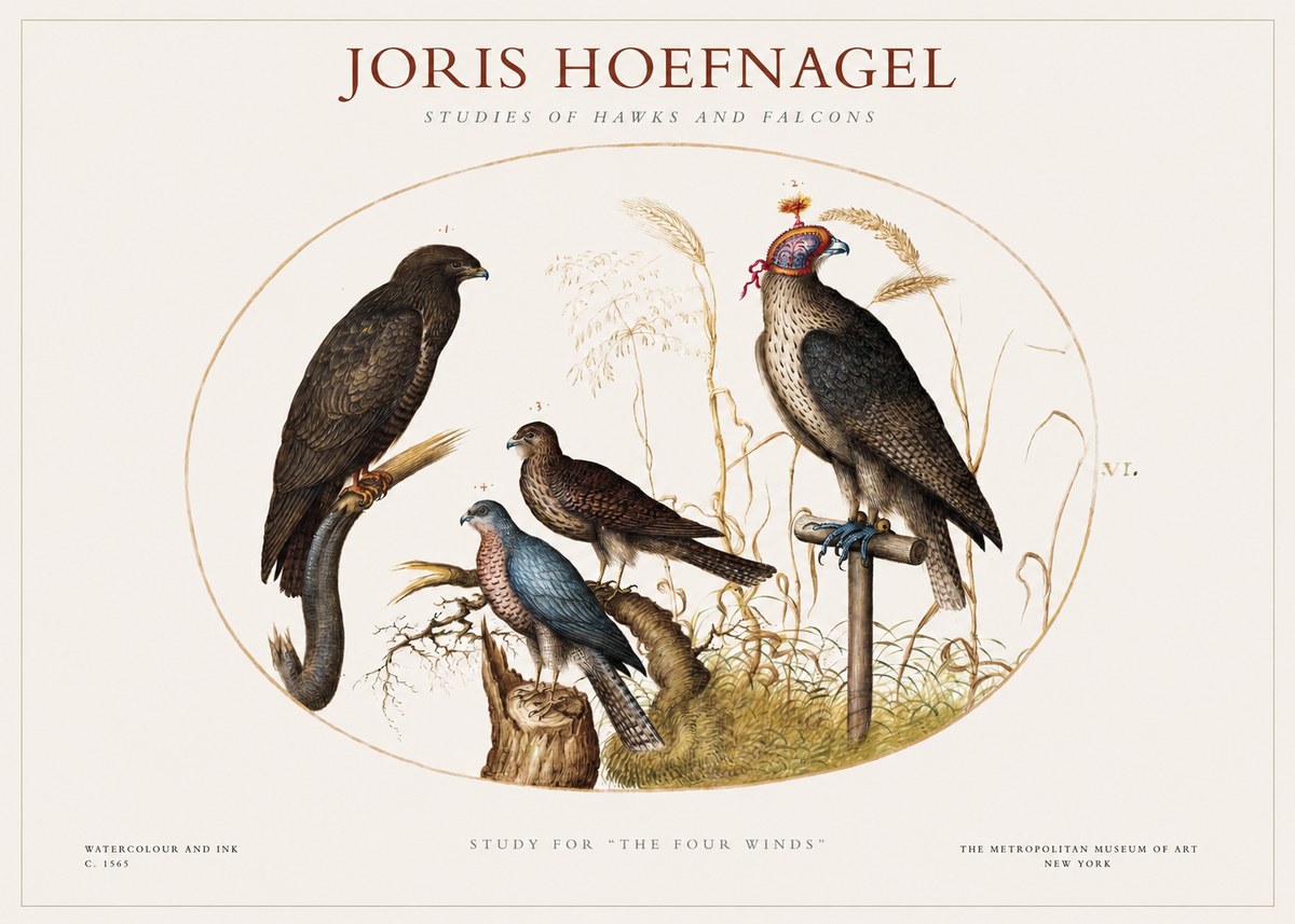 Joris Hoefnagel Studies of Hawks and Falcons No1 - Póster