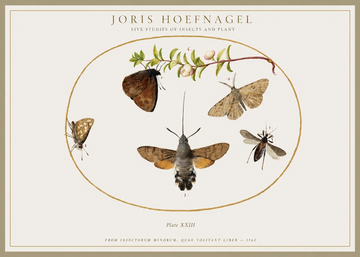 Joris Hoefnagel Five Studies of Insects and Plant No1 - Póster