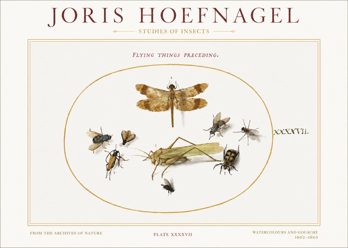 Joris Hoefnagel Flying Things Preceding. No1 - Póster