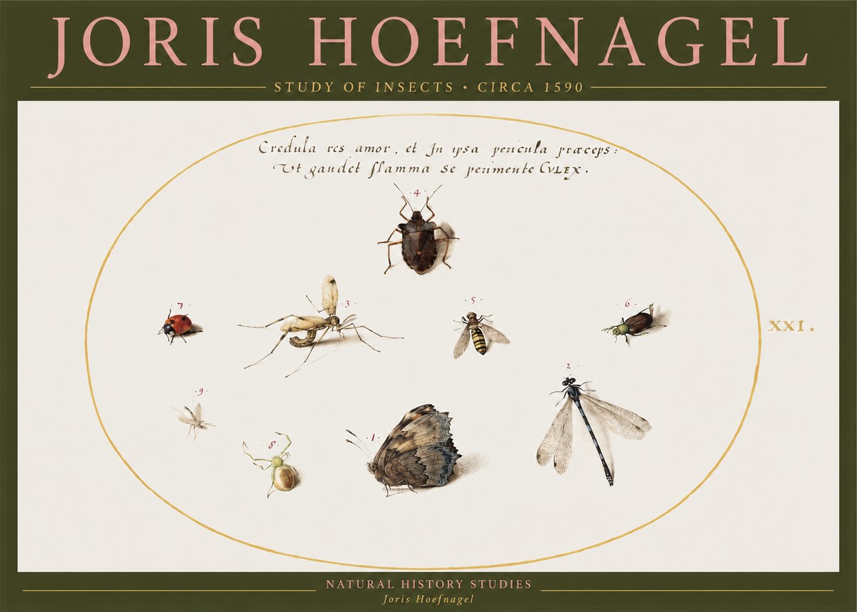 Joris Hoefnagel Study of Insects • Circa 1590 No2 - Póster