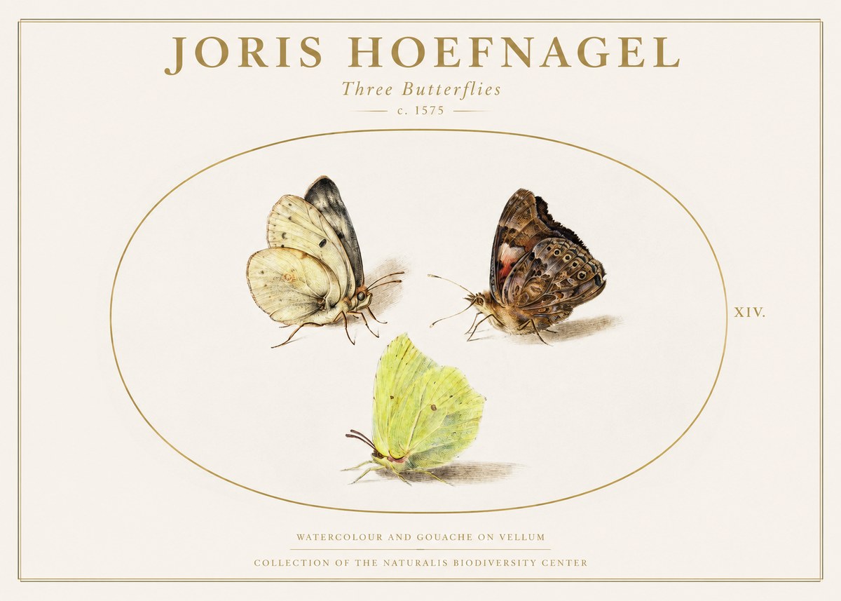 Joris Hoefnagel Three Butterflies II No1 - Póster