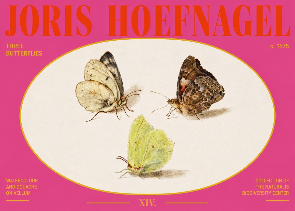 Joris Hoefnagel Three Butterflies II No3 - Póster