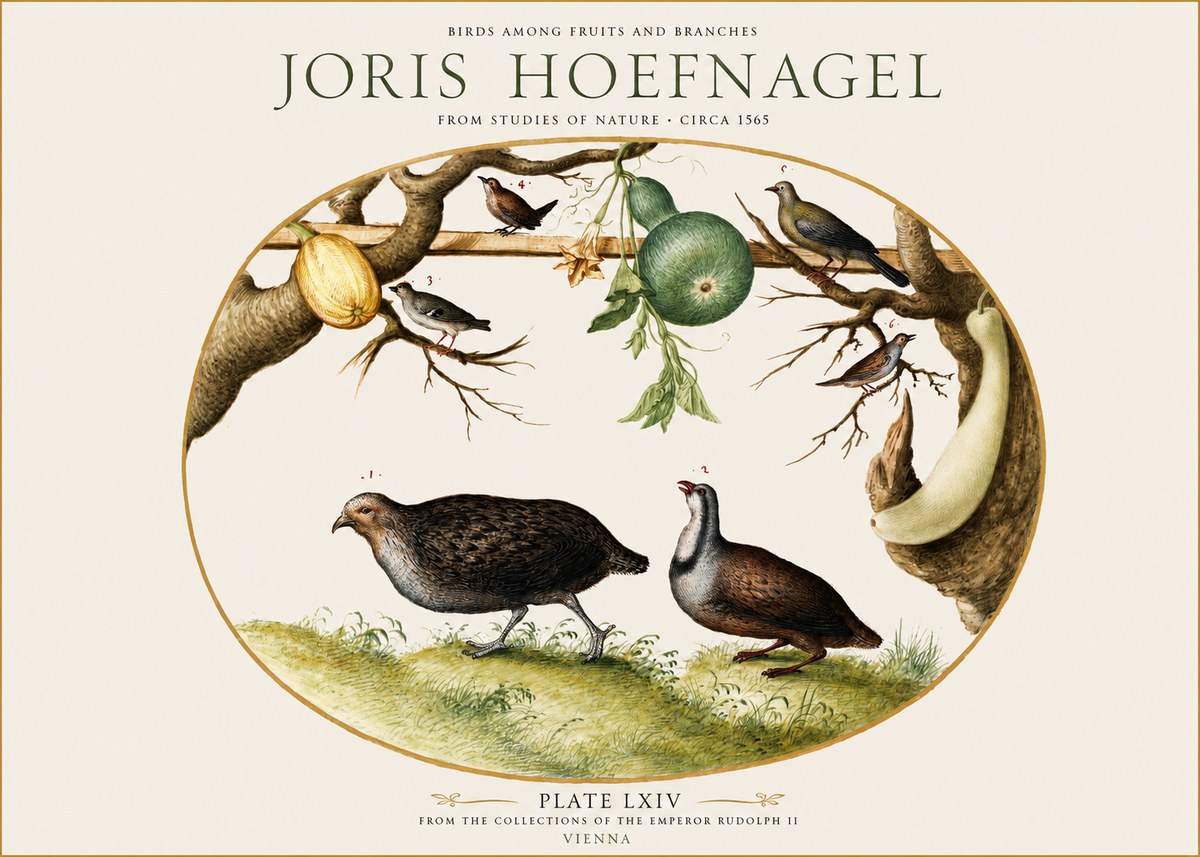 Joris Hoefnagel Birds Among Fruits and Branches No1 - Póster