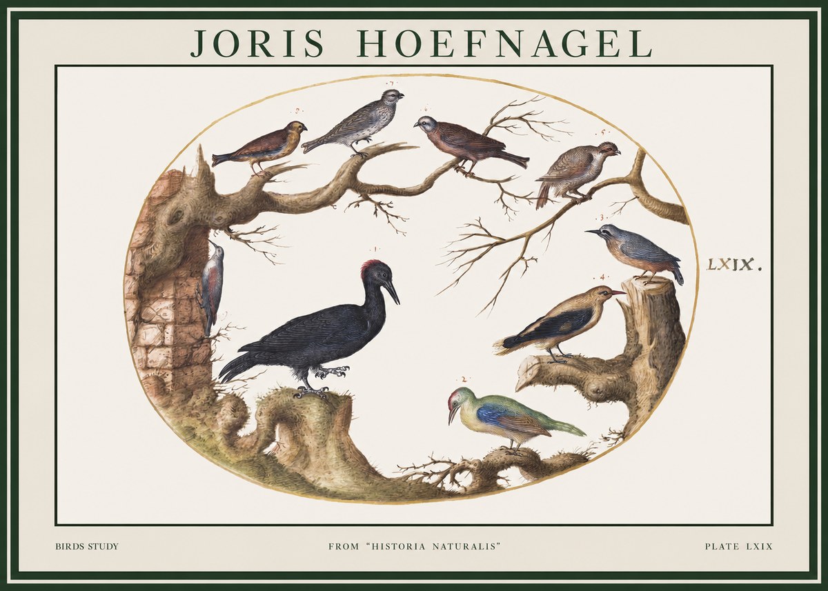 Joris Hoefnagel Birds in an Oval Frame No2 - Póster