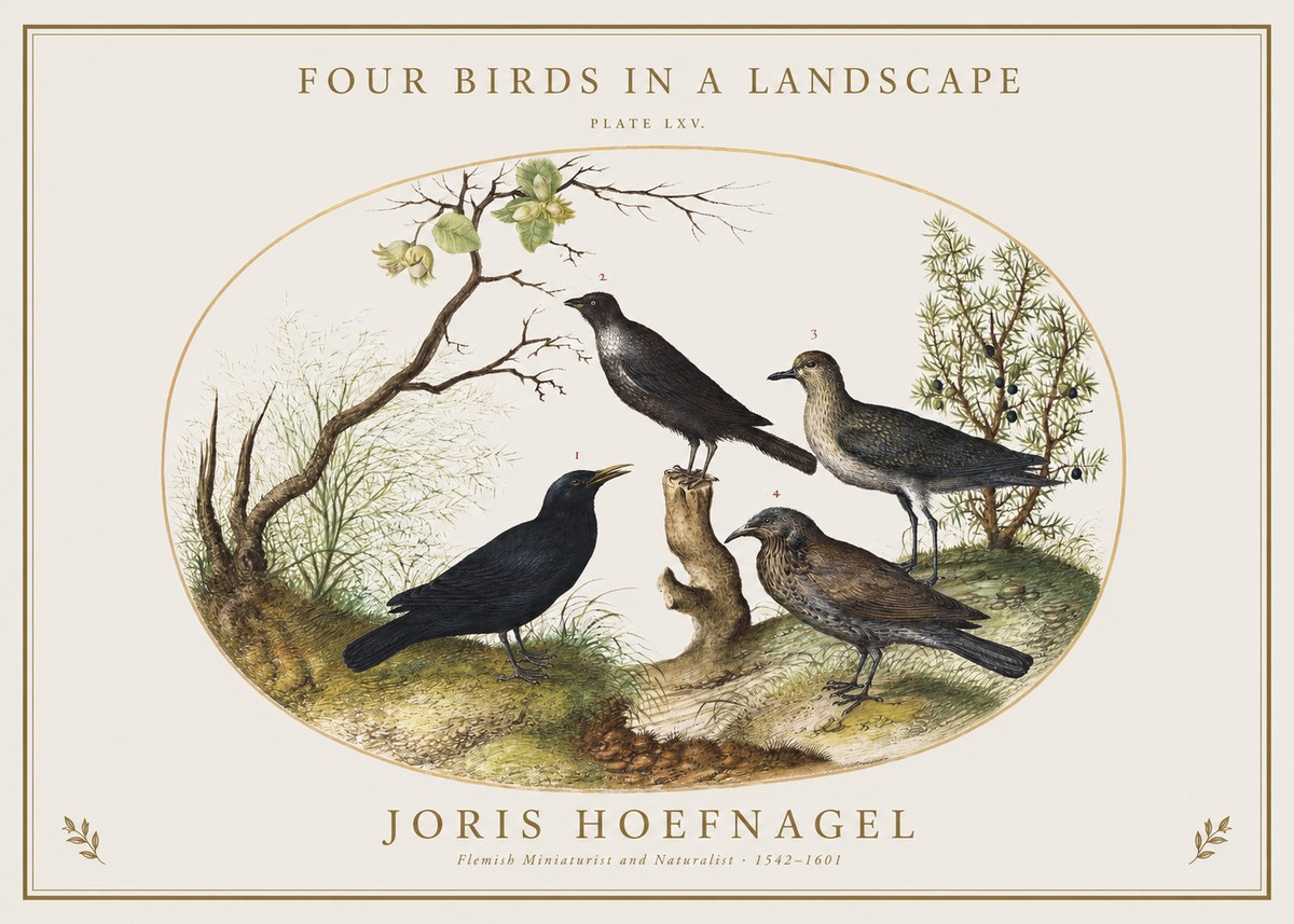 Joris Hoefnagel Four Birds in a Landscape No1 - Póster