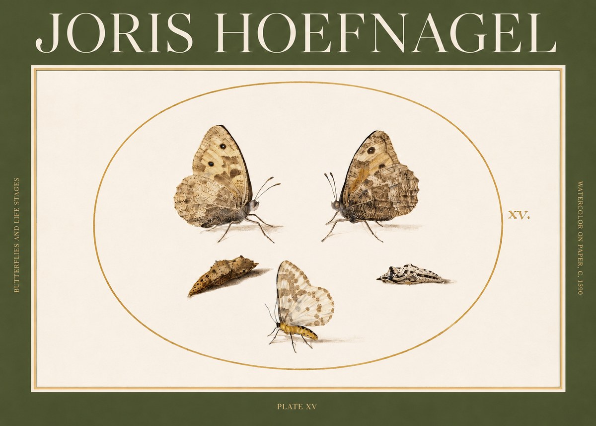 Joris Hoefnagel Butterflies and Life Stages - Plate Xv No2 - Póster