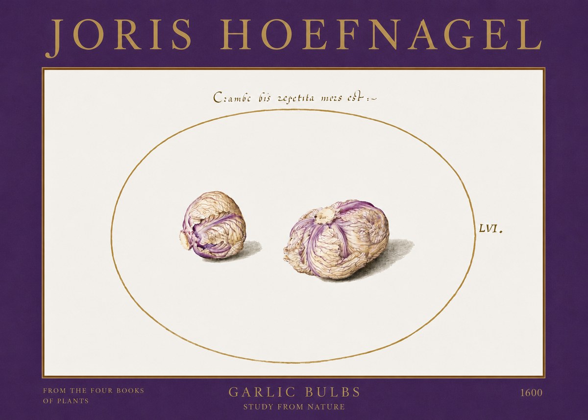 Joris Hoefnagel Garlic Bulbs Study from Nature No2 - Póster