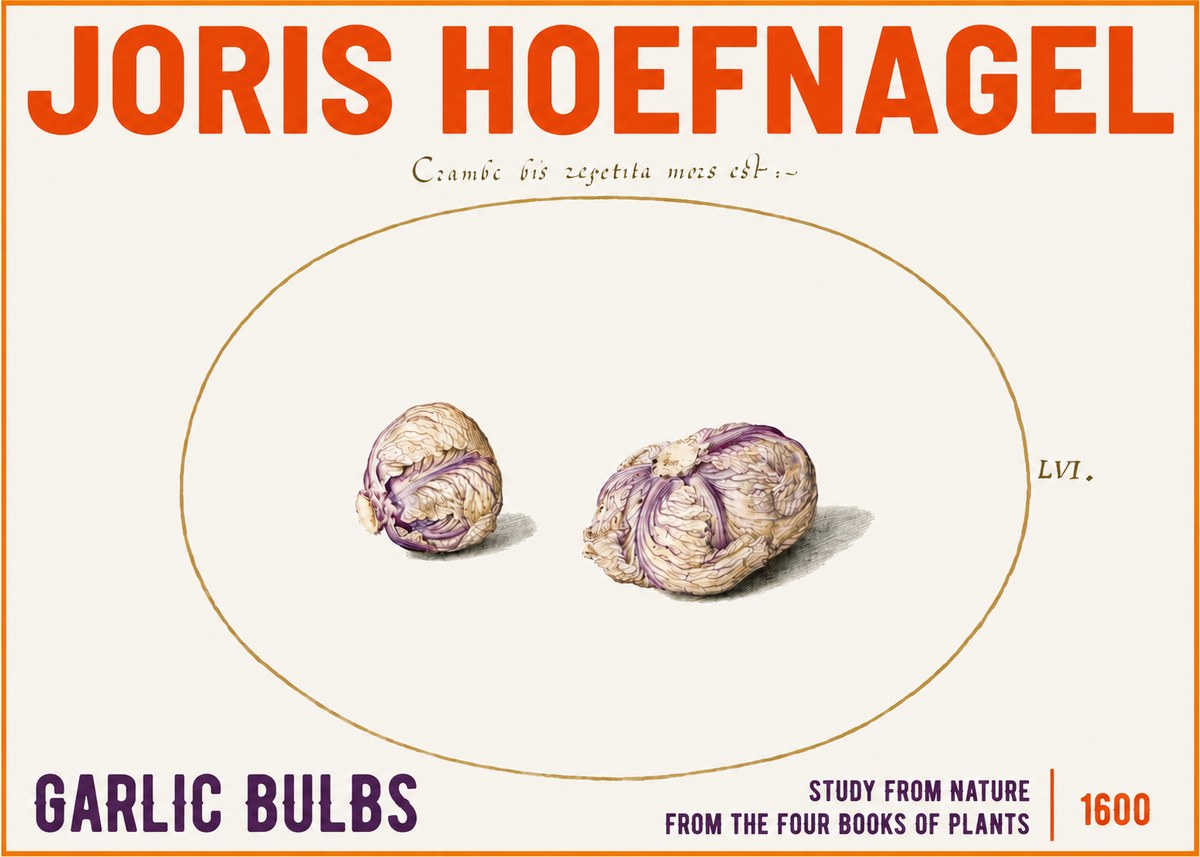 Joris Hoefnagel Garlic Bulbs Study from Nature No3 - Póster
