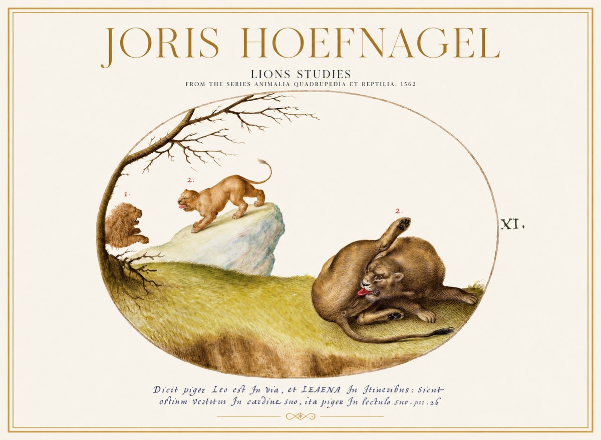 Joris Hoefnagel Lions Studies No1 - Póster