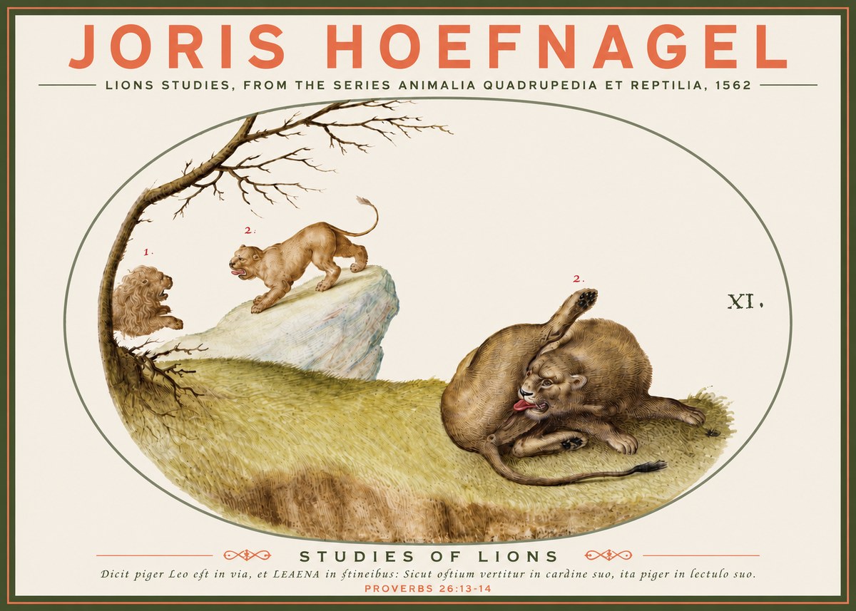 Joris Hoefnagel Lions Studies No3 - Póster