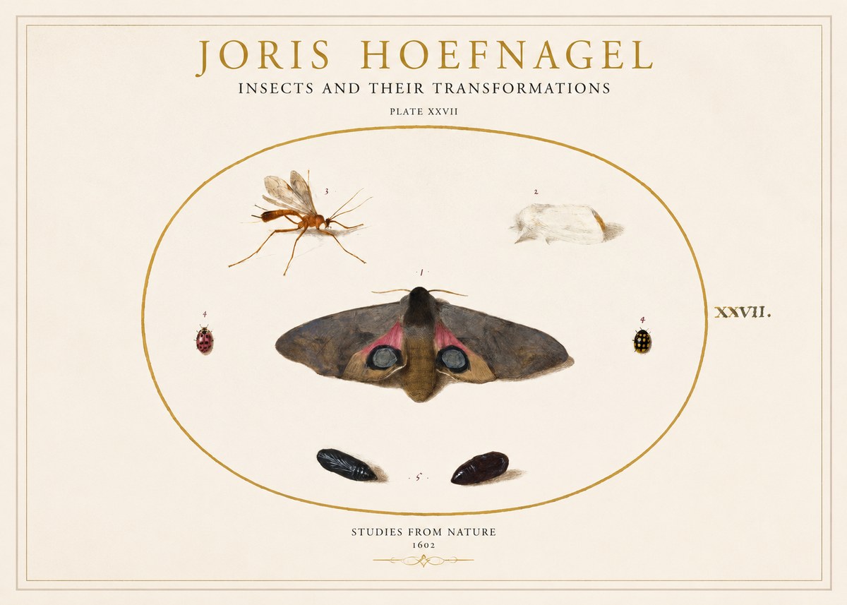 Joris Hoefnagel Insects and Their Transformations - Plate Xxvii No1 - Póster