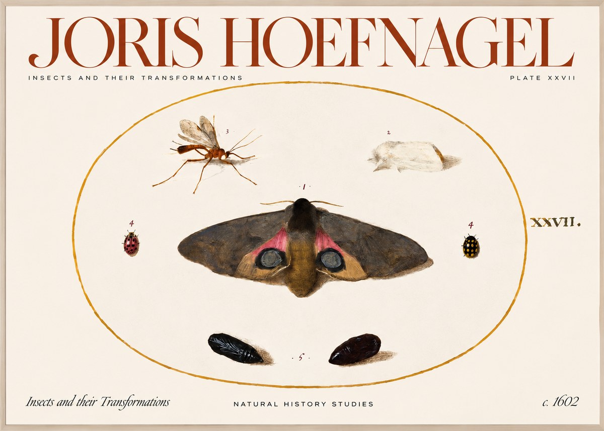 Joris Hoefnagel Insects and Their Transformations - Plate Xxvii No2 - Póster