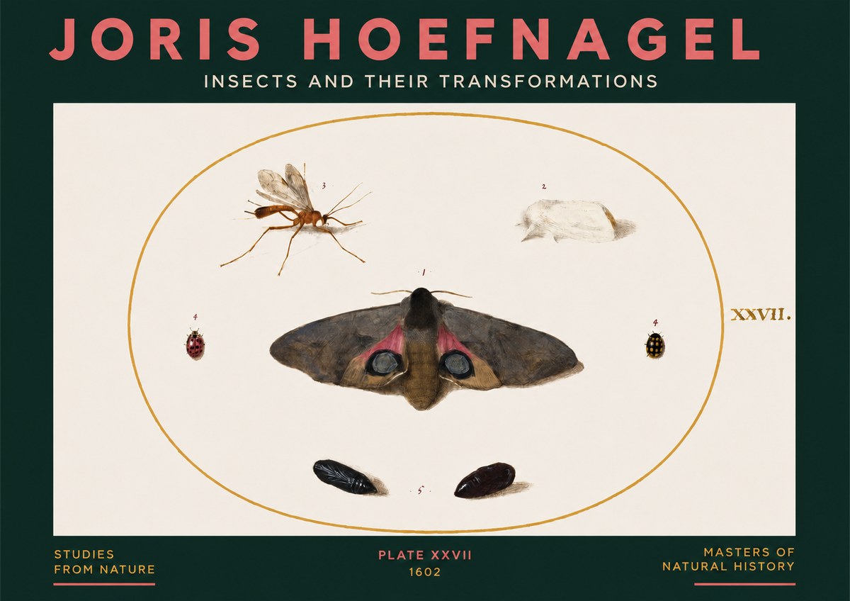 Joris Hoefnagel Insects and Their Transformations - Plate Xxvii No3 - Póster