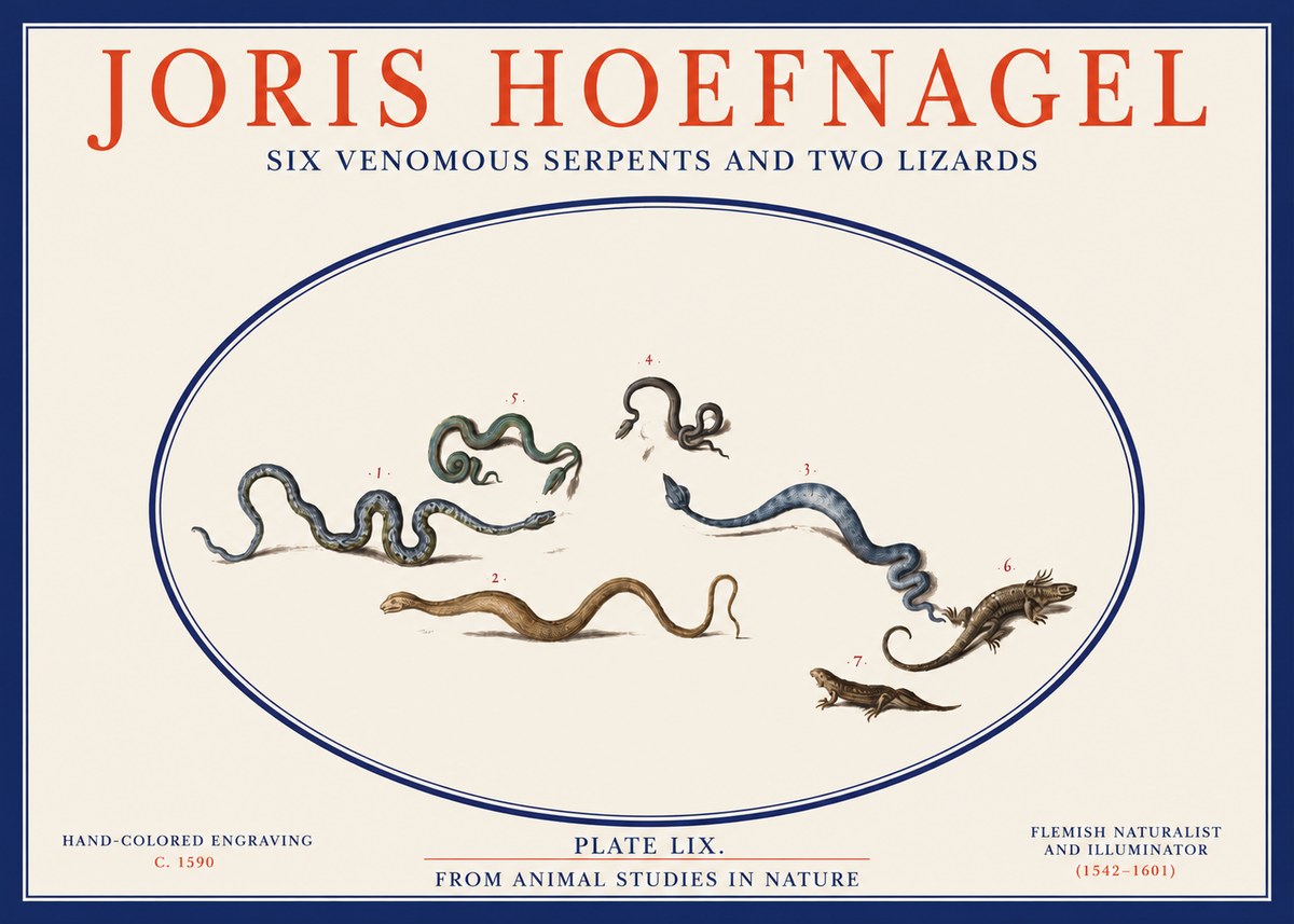Joris Hoefnagel Six Venomous Serpents and Two Lizards No2 - Póster