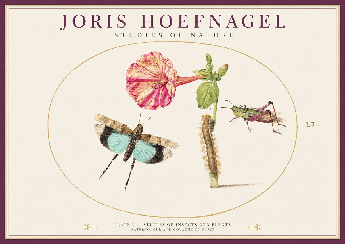 Joris Hoefnagel Plate L1. Studies of Insects and Plants No1 - Póster