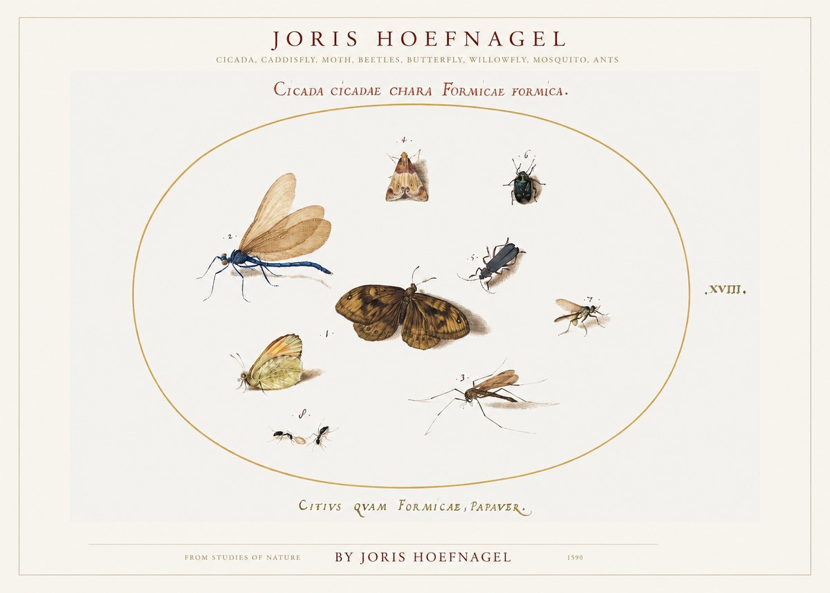 Joris Hoefnagel Cicada Cicadae Chara Formicae Formica. No1 - Póster