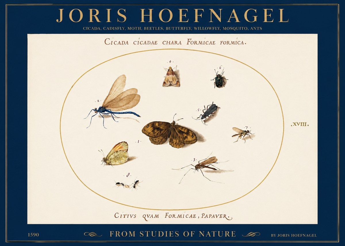 Joris Hoefnagel Cicada Cicadae Chara Formicae Formica. No2 - Póster