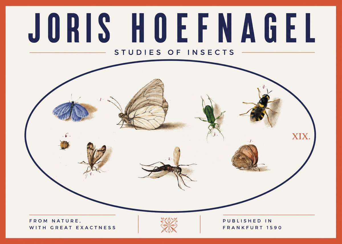 Joris Hoefnagel Studies of Insects V No3 - Póster