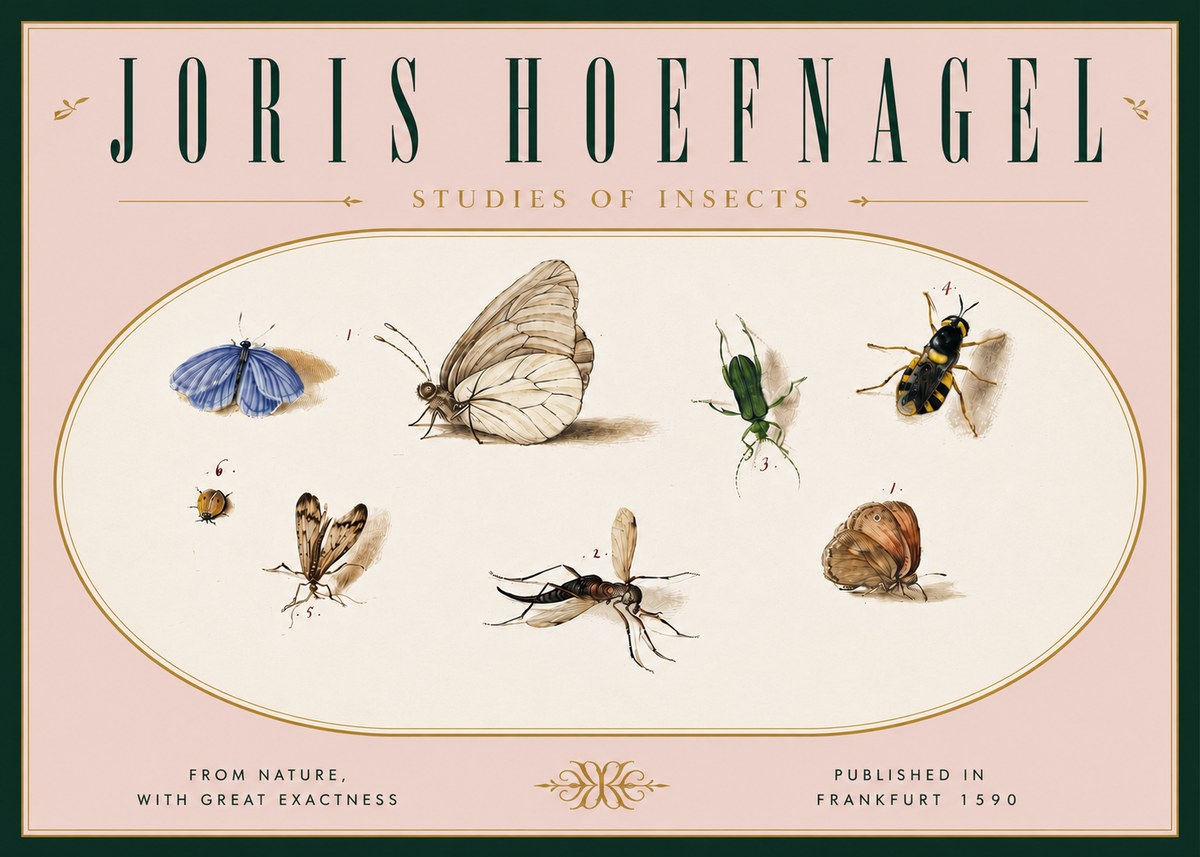 Joris Hoefnagel Studies of Insects V No6 - Póster
