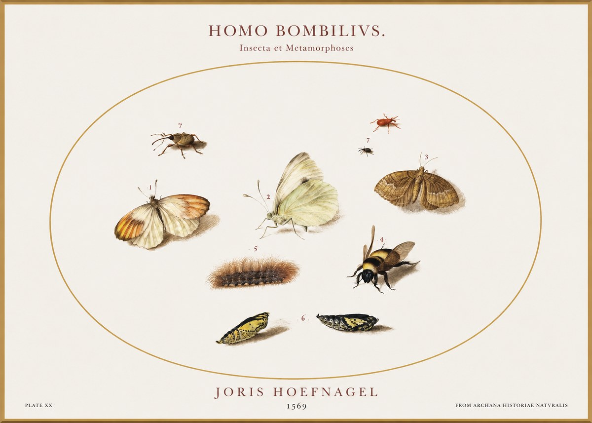 Joris Hoefnagel Homo Bombilivs. Insecta Et Metamorphoses No1 - Póster