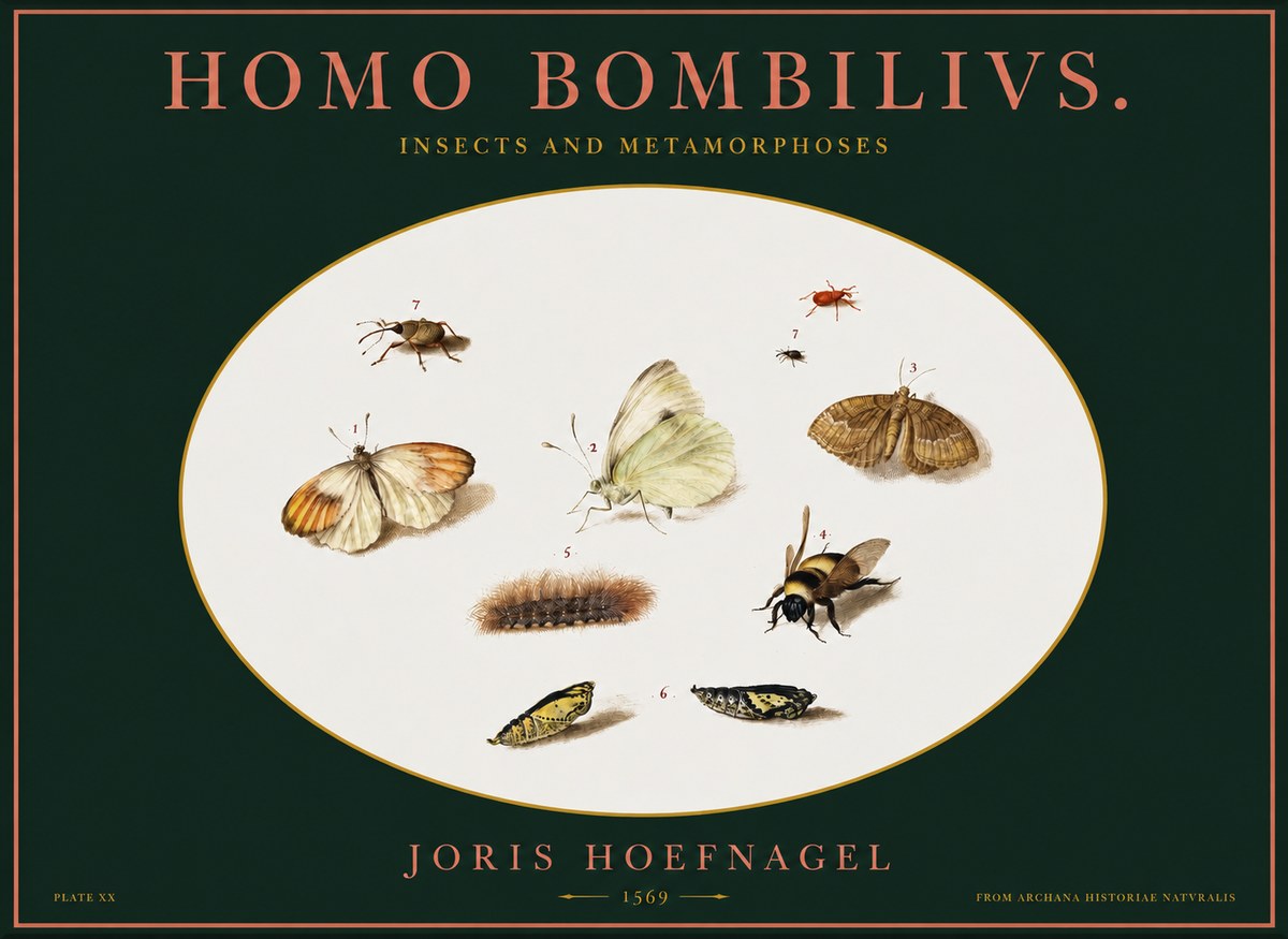 Joris Hoefnagel Homo Bombilivs. Insecta Et Metamorphoses No2 - Póster