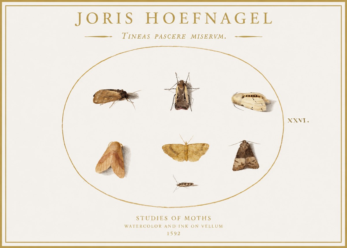 Joris Hoefnagel Studies of Moths II No1 - Póster