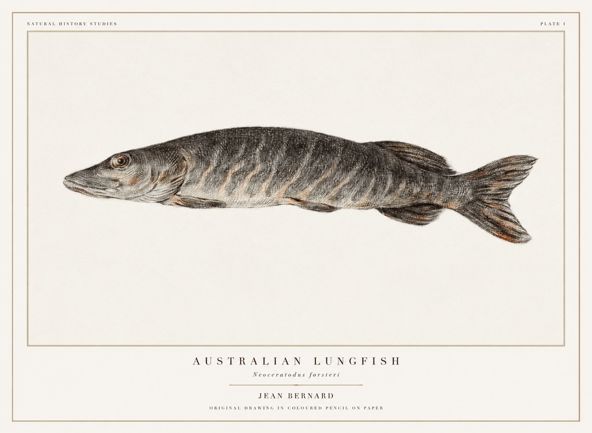 Jean Bernard Australian Lungfish No1 - Póster